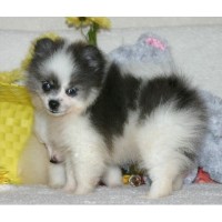 Sacred Heart Pomeranians Pomeranian breeder