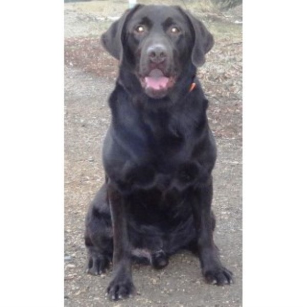 Labrador Retriever Breeder 20886