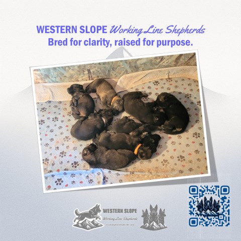 German Shepherd Dog Breeder 31867