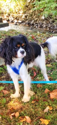 Cavalier King Charles Spaniel Stud 27326