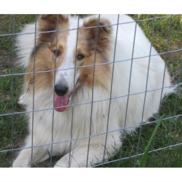 Collie Breeder 23621