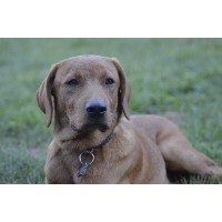 Unity Pond Labradors Labrador Retriever breeder