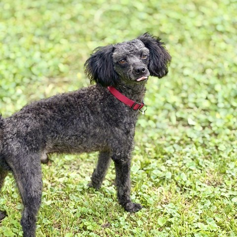 Poodle Miniature Stud 31949