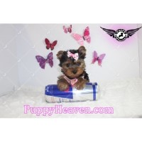 Puppy Heaven Yorkshire Terrier breeder