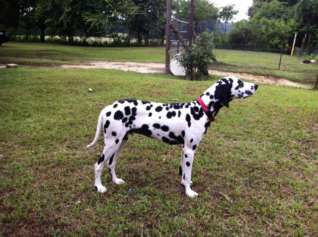 SublimeDalmatians3, Dalmatian Breeder in Forth Worth, Texas