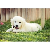 The Bearden Pack Golden Retriever breeder