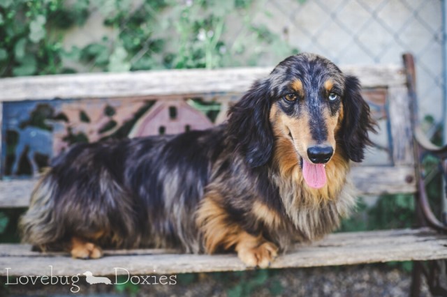 Dachshund Breeder 18593