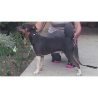 Rat Terrier thumbnail