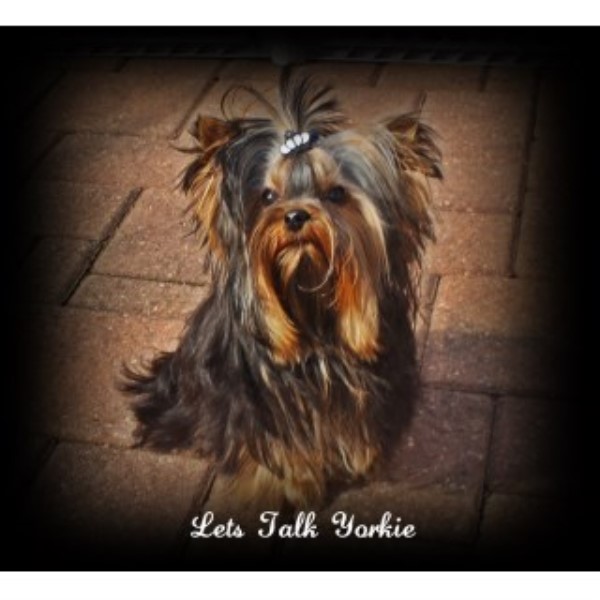 Yorkshire Terrier Breeder 16344