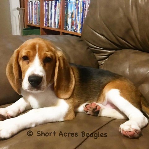 short acres beagles