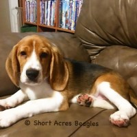 Short Acres Beagles Beagle breeder
