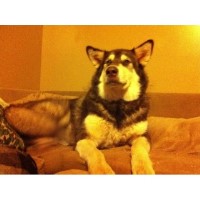 Lanier's Cold Shore Malamutes Alaskan Malamute breeder