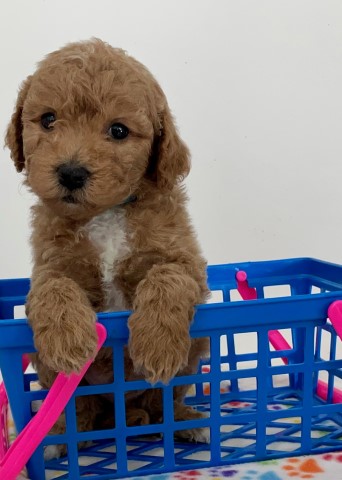 Goldendoodle Stud 29600