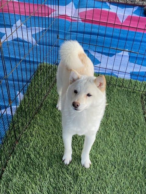 Dakine Shiba Inu's and Miniature Bull Terriers