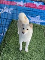 Dakine Shiba Inu's and Miniature Bull Terriers Shiba Inu breeder