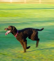 Karen Olson - Poodle Standard Stud