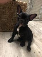 Dee - French Bulldog Stud