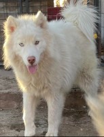Brit - Siberian Husky Stud