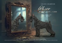 Giant Schnauzer thumbnail