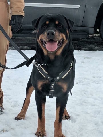 Pushing Performance Rottweilers