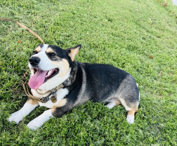 Pembroke Welsh Corgi Stud 31853