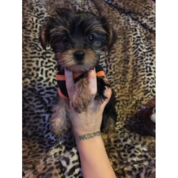 Yorkshire Terrier Breeder 23784