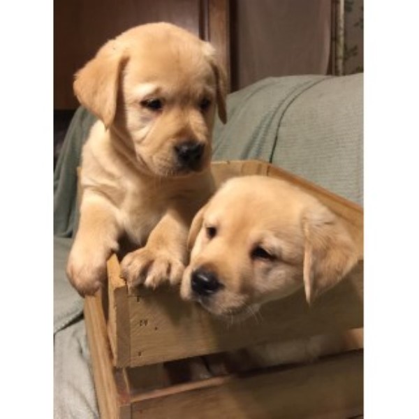 Labrador Retriever Breeder 24886