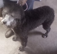 Divine Doodles and Poodles