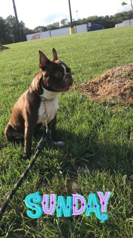 Boston Terrier Stud 26369