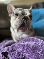Corryn - French Bulldog Stud
