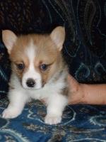 Pomona Heights Corgis Pembroke Welsh Corgi breeder