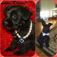 Henry Krueger  "Chip" - Miniature Schnauzer Stud