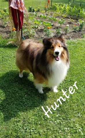 Serenade Collies N Shetland SheepDog