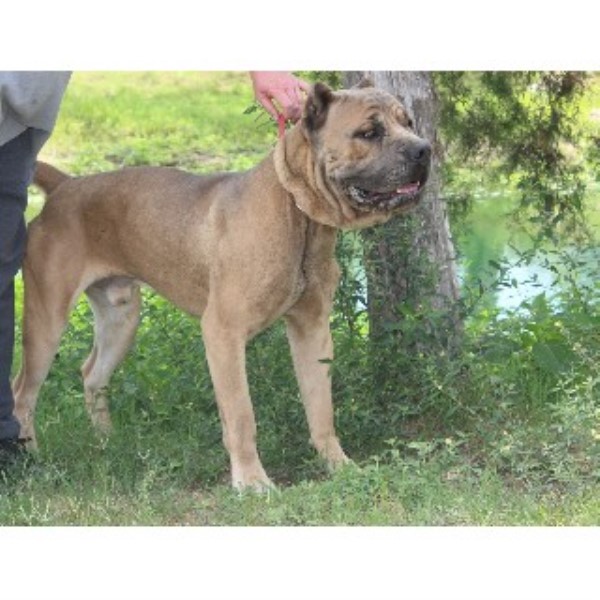 Free Guard Dog Training Books Free Guard Dog Training Books