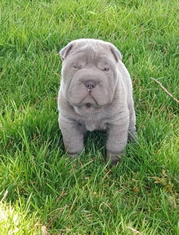 Naug Champa..Shar Pei Stud Standing