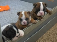 Coral - English Bulldog Breeder English Bulldog breeder