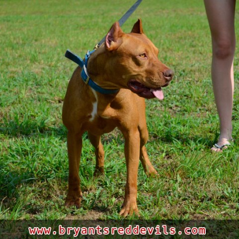 American Pit Bull Terrier Breeder 25773