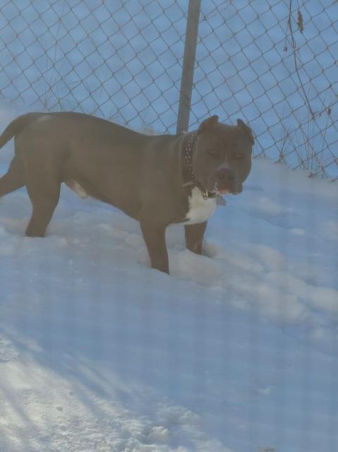 American Bulldog Stud 29539