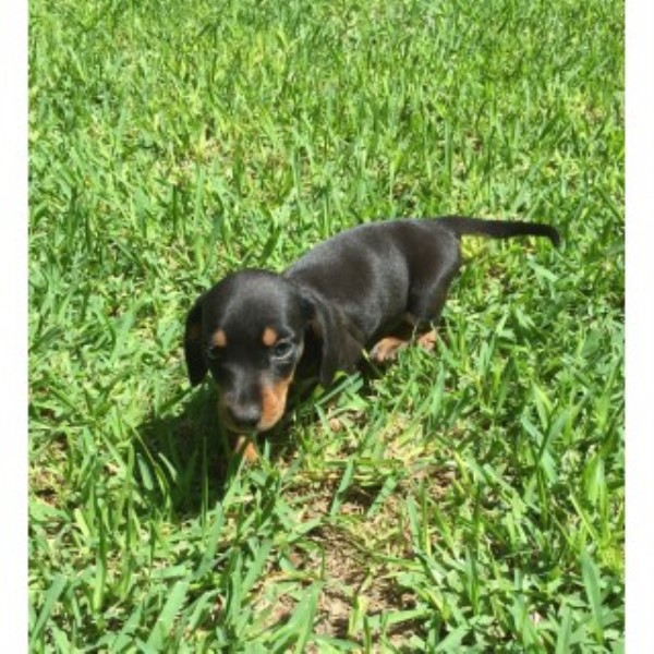 Dachshund Breeder 25208