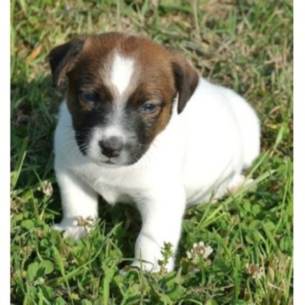 Snow Creek Jack Russell