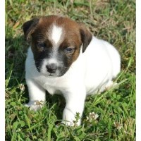Snow Creek Jack Russell Jack Russell Terrier breeder