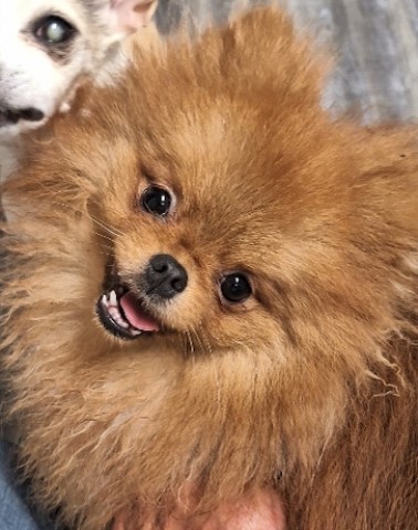 Pomeranian Stud 31524