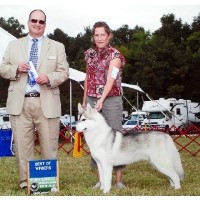 shimmerin star Siberian Husky breeder