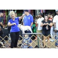 Perdue Hills French Bulldog breeder