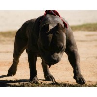 Wiley's Coyote Pit Bulls American Pit Bull Terrier breeder