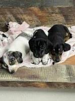 Short Legged Miniature Dachshunds Dachshund breeder