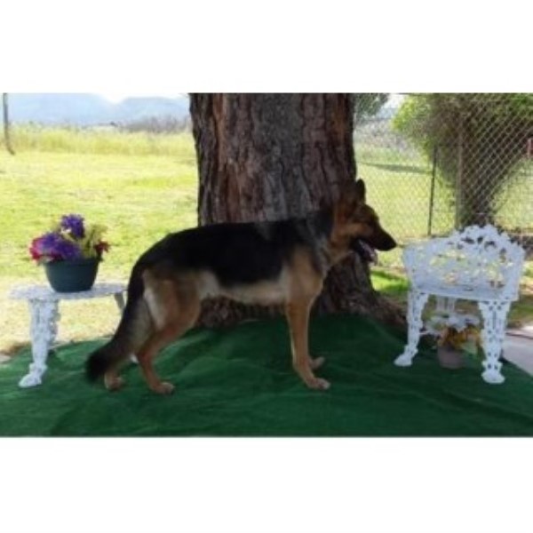 German Shepherd Dog Breeder 23775