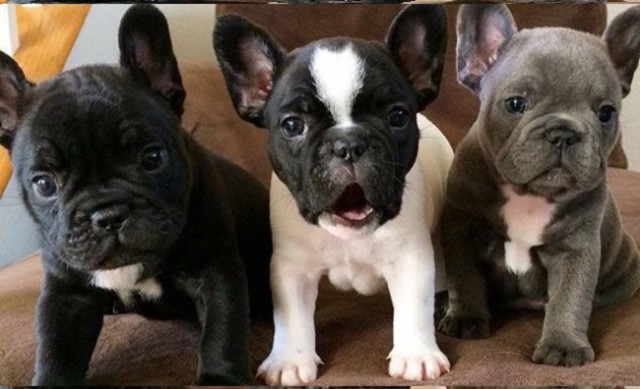 French Bulldog Puppies