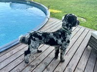 Billi McMillan - Goldendoodle Stud