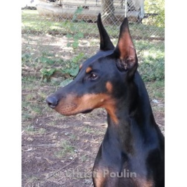 Doberman Pinscher Breeder 21964